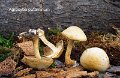 Agrocybe putaminum-amf185